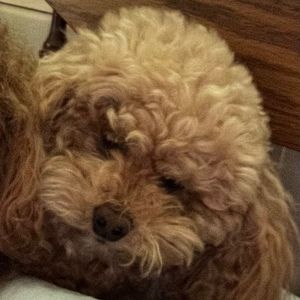 Meet your Posher, Trisha